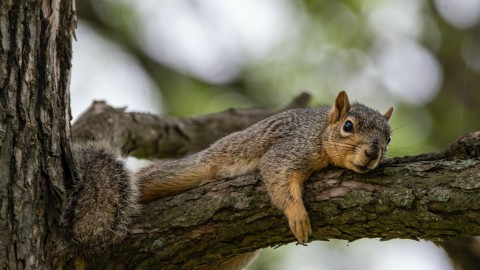 Hoe bereiden dieren zich voor voor herfst?