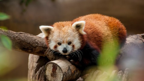 Dieren die onschuldig ogen, maar dat eigenlijk niet zijn