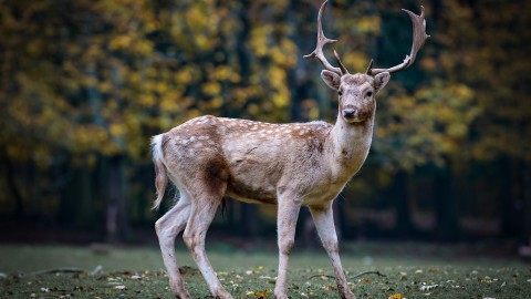 Ecologische verbinding Floriadeterrein geeft wilde dieren de ruimte