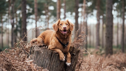 4 oktober vieren we dierendag!