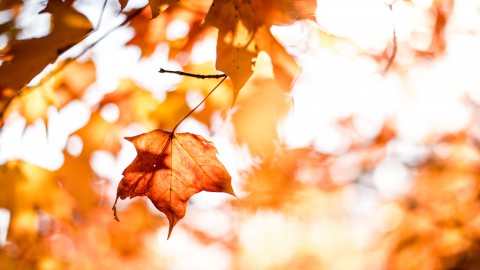 Herfsttip: herfstslinger voor bij de voordeur