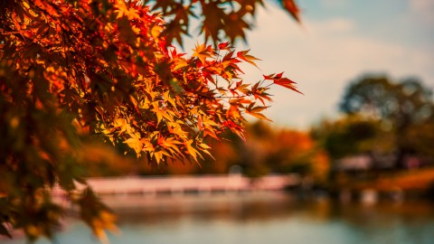 Geniet van een herfstwandeling