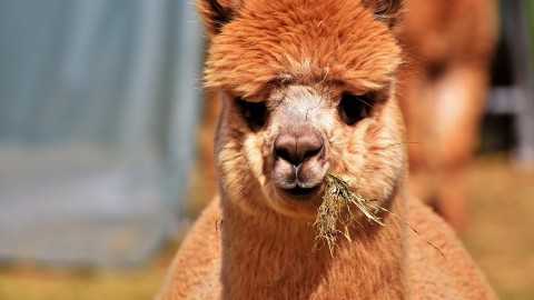 Picknicken met Alpaca’s