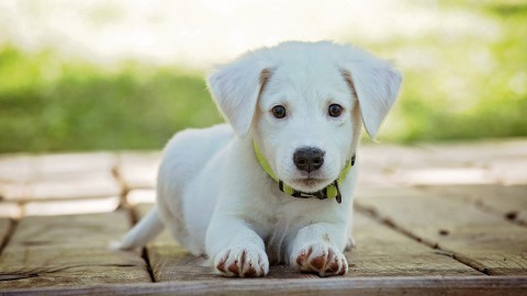 Gebitsverzorging van je hond