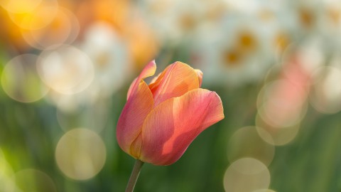 Pak bodemdaling, biodiversiteit en klimaataanpassing aan