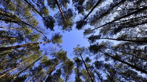 Klimaat en natuur in Amerika 