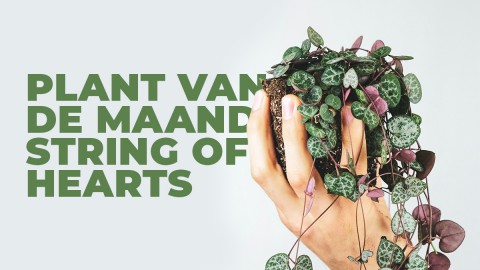 Plant van de maand: String of Hearts