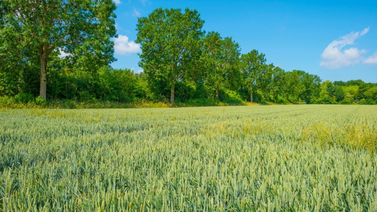 Provincie Flevoland vraagt € 1 miljard uit Transitiefonds Landelijk Gebied