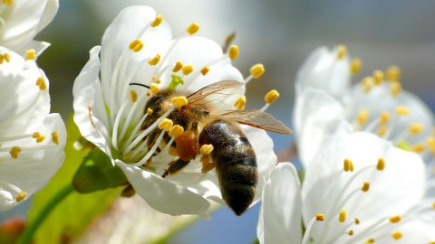 Handige tuintips op Floriade voor eigen achtertuin