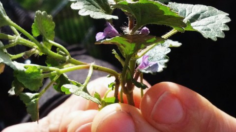 Duik een jaar lang in de wereld van eetbare wilde planten!