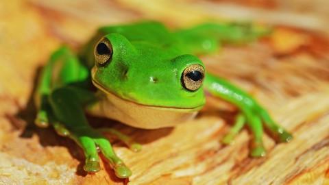 3 dieren met hele vreemden harten