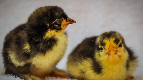 Koninklijk Paar neemt deel aan NLdoet op Zorgboerderij Op Aarde