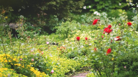 Tuintips voor de maand Maart