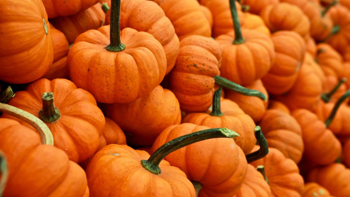 Vier de herfst in Almere