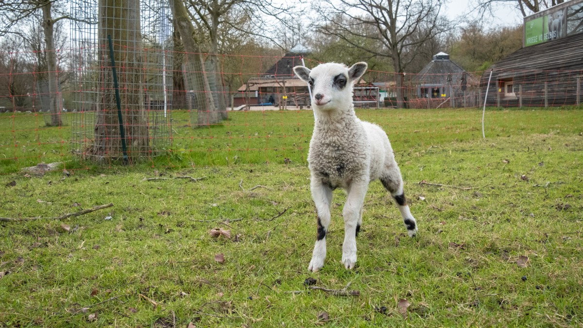 Lentefeest in het Vroege Vogelbos