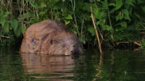 Op zoek naar de grote 5 - bever