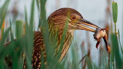 Moeraswandeling Lepelaarplassen