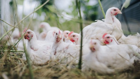 Vogelgriep dwingt pluimveehouders tot ophokplicht