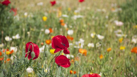 Floriade Expo 2022 en Vereniging FlevoFood tekenen LOI