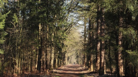 Kotterbos wandeling met gids