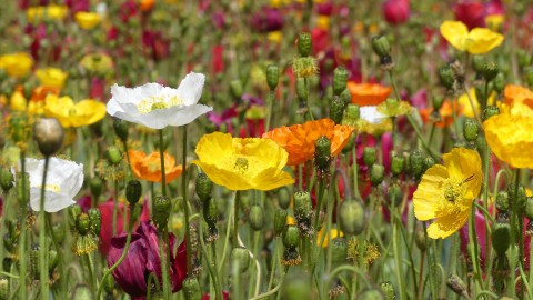 Ondernemers: 'Ga door met Floriade'  