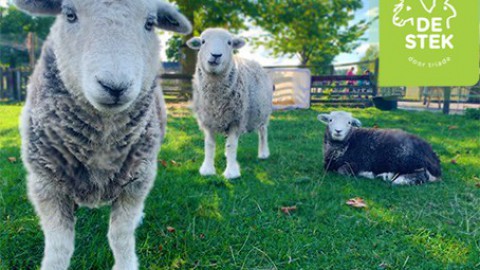 Kinderboerderij en Manege De Stek weer beperkt open