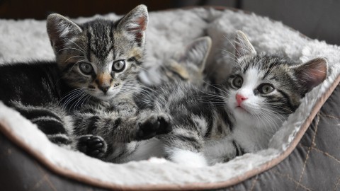 Vier van de vijf gedumpte kittens dood