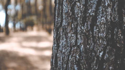 Almere haalt gepelde bomen weg