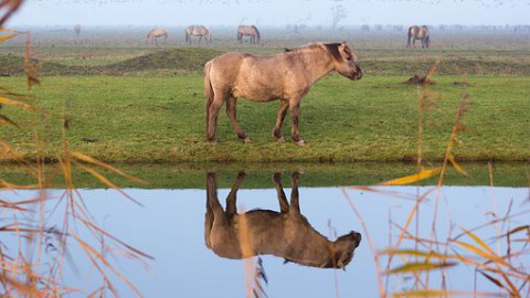 Verhuizing konikpaarden naar Wit-Rusland uitgesteld