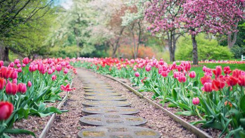 Tulpenroute Flevoland is open