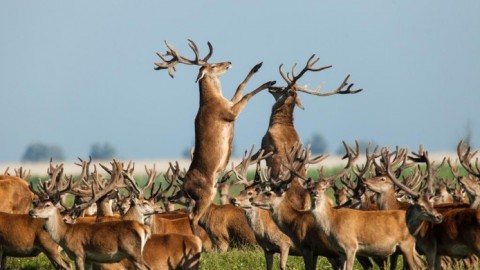 Afgeschoten herten in Oostvaardersplassen mogen worden opgegeten