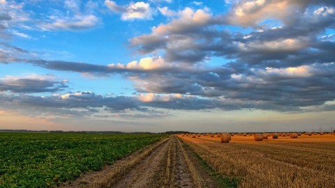 Geen behandelingskosten voor boeren die schade melden