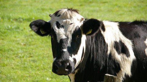 Rechtbank: Schieten in Oostvaardersplassen mag