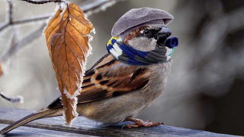 Huismus opnieuw meest getelde vogel