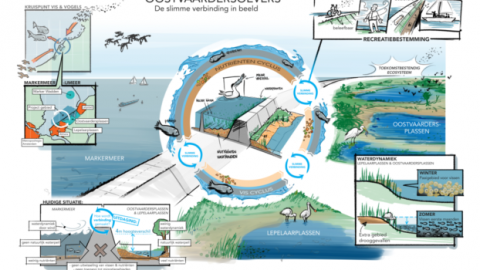 Oostvaardersoevers: De slimme verbinding