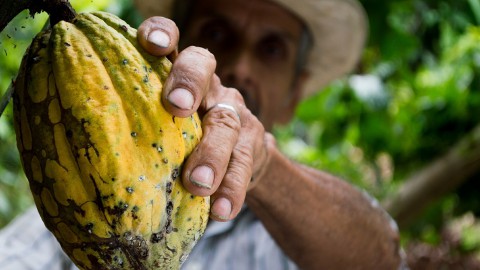 Nederland grootste importeur cacaobonen