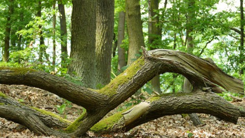 Kom naar de werkochtend in het Vroege Vogelbos