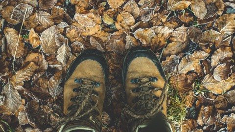 Luister, voel, ruik, kijk en kom intens het bos beleven