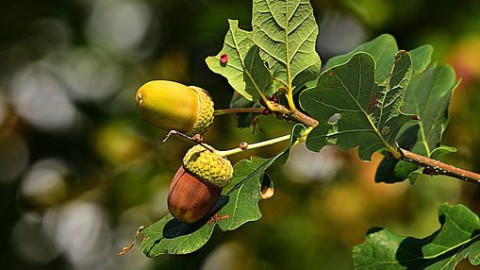 400 nieuwe eikenbomen