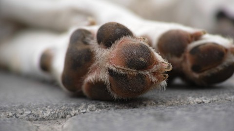 Borden tegen hondenpoep bij speelplaatsen