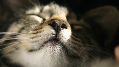 Poes Hillie na bijna drie jaar herenigd met gezin