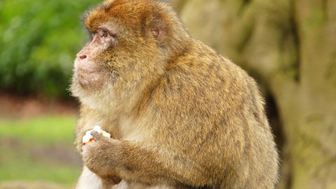 Berberaap ontsnapt bij stichting AAP