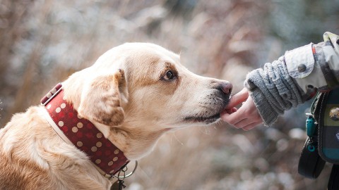 De regering wilt een meldpunt voor agressieve honden in iedere gemeente