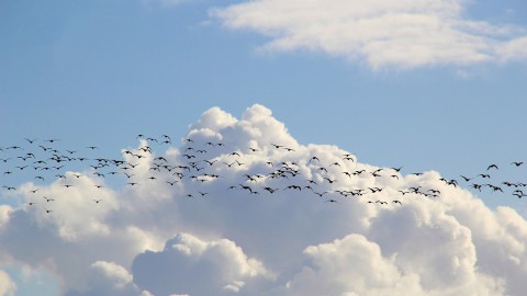 Meest gespotte vogel van dit jaar is de Spreeuw