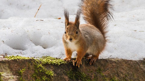 55 exotische zoogdierensoorten aangetroffen in de Nederlandse legale en illegale huisdierenhandel