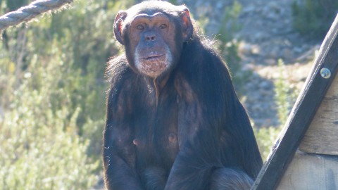 Wordt jij deze zomer dierenverzorger bij Stichting Aap?