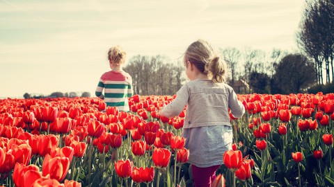 Bezoekers Tulpenroute week te vroeg