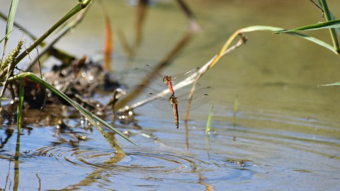 Massale vissterfte bij Blocq van Kuffeler