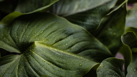 Tuintips voor de maand september van Kelder Hoveniers!