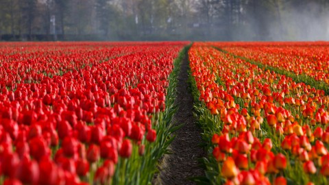 Drukte rondom tulpenvelden verwacht